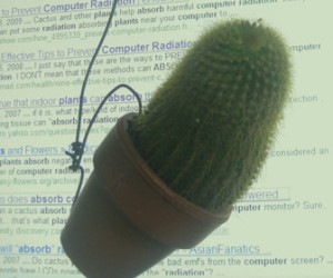 Los Cactus absorben las radiaciones del ordenador